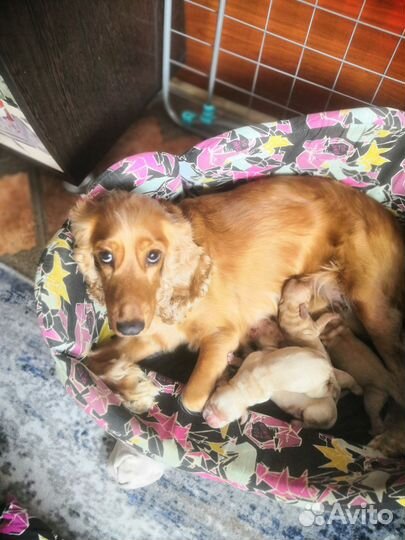 Английский кокер спаниель