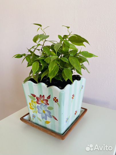 Молодой фикус Бенджамина в красивом горшке