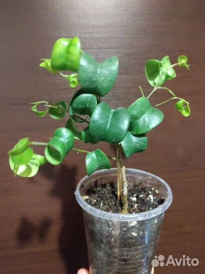 Фикусы редкие(рваный,барок,Нина,Ирэн,Индонезия)