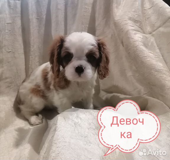 Кавалер кинг чарльз спаниель