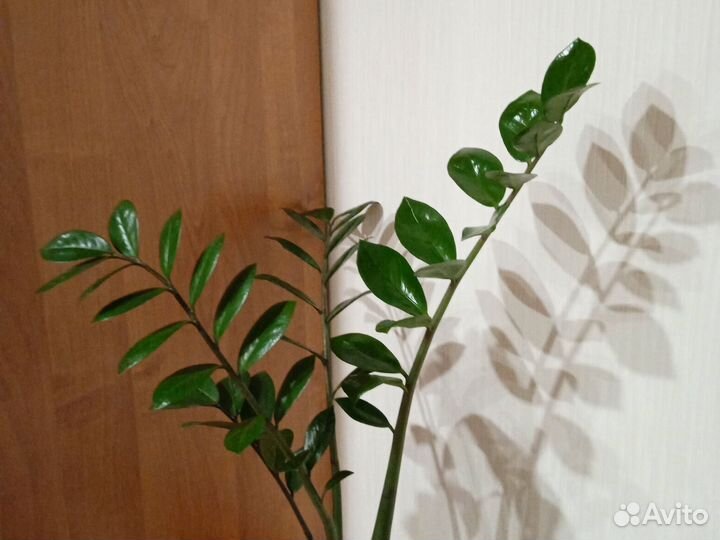 Замиокулькас денежное дерево