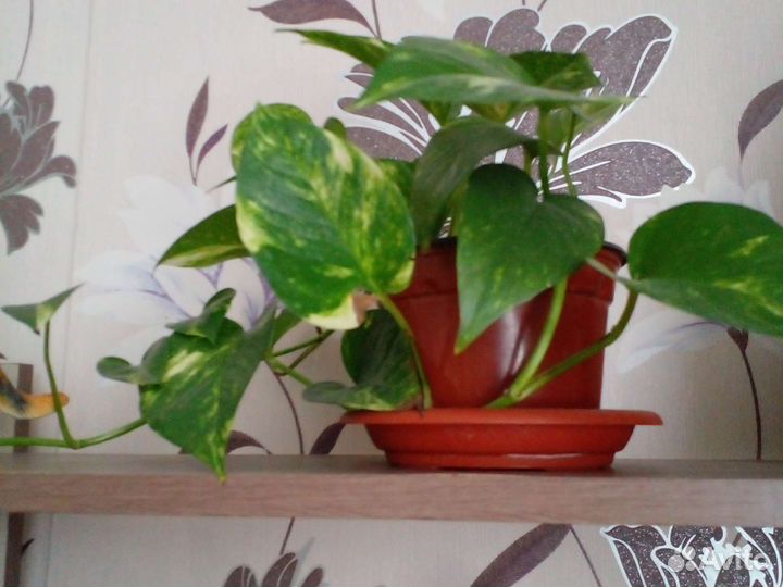 Комнатные цветы