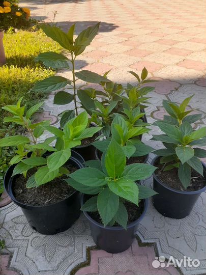 Гортензия ванилла фрайз и лайм лайт