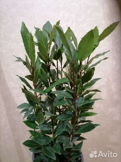Лавровое дерево комнатные цветы вечнозеленое расте