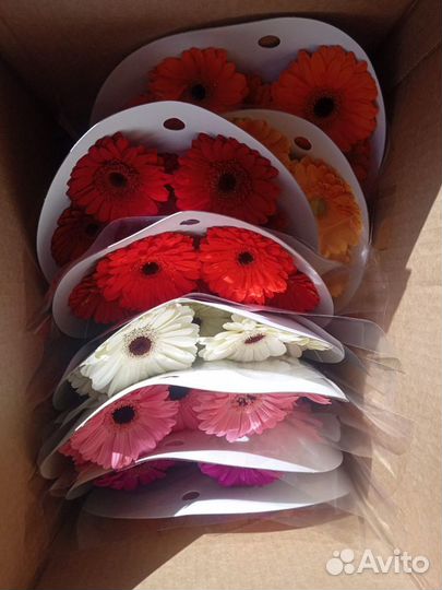 Букет из хризантем/Хризантемы оптом