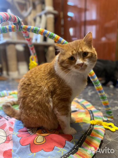 Котик ищет дом