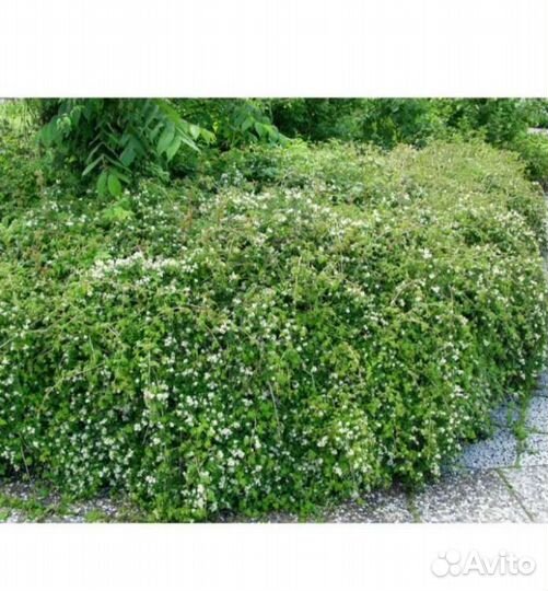 Стефанандра красивый кустарник