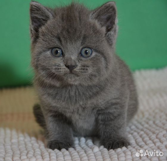 Британцы голубые