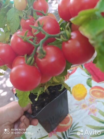 Томаты, помидоры на окно, комнатные 25 см Семена