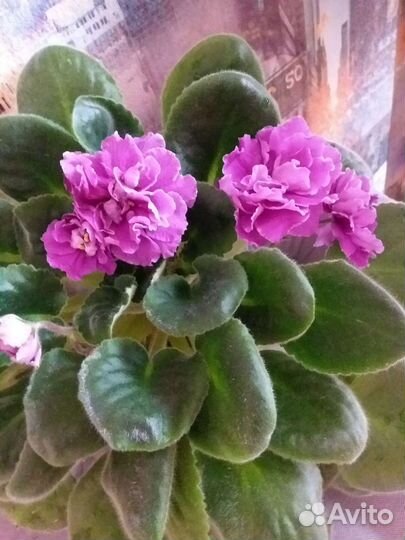 Сортовые фиалки