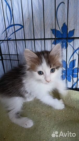 Красивые котята