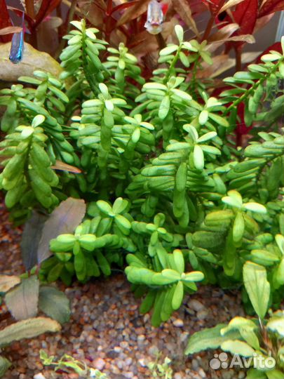 Аквариумные растения