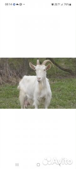 Продается коза