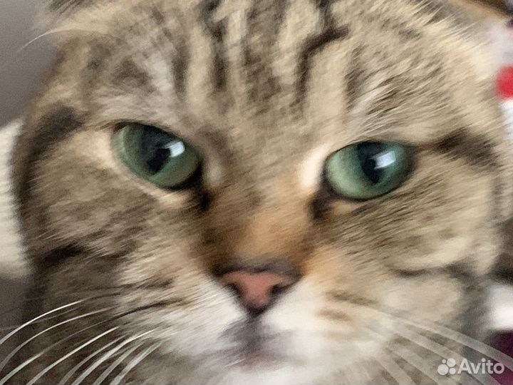Кошки