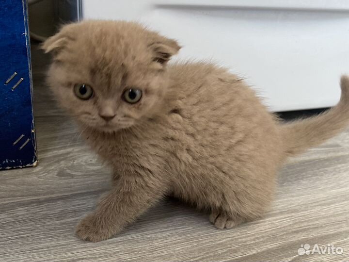 Шотландский вислоухий кот