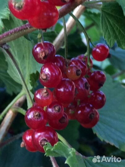 Смородина, малина