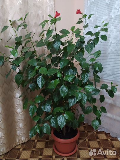 Китайская роза