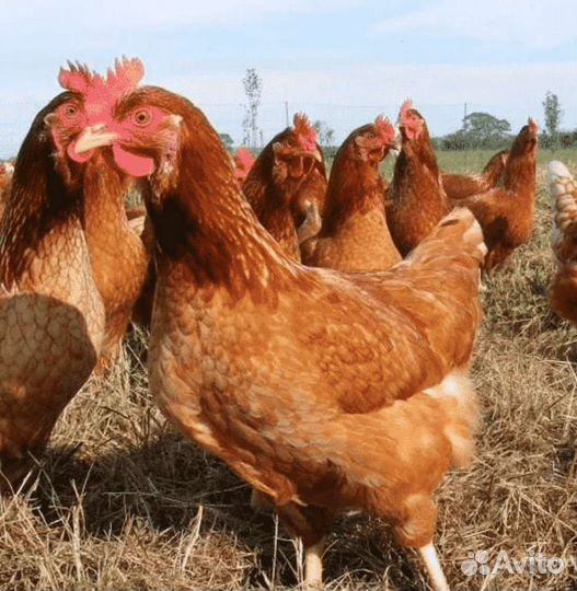 Ломан браун куры и петухи