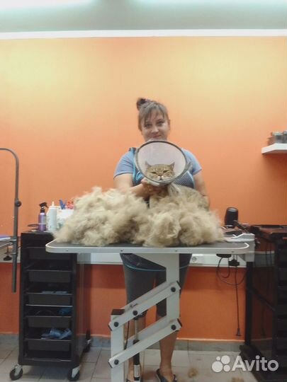 Стрижка кошек