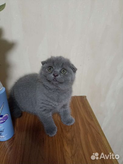 Шотландская