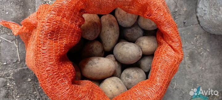 Семенной картофель