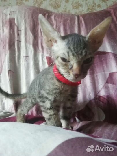 Котенок сфинкс