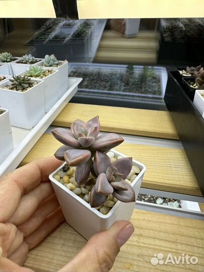 Суккуленты