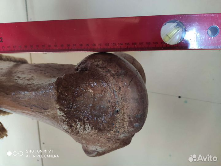 Кость мамонта