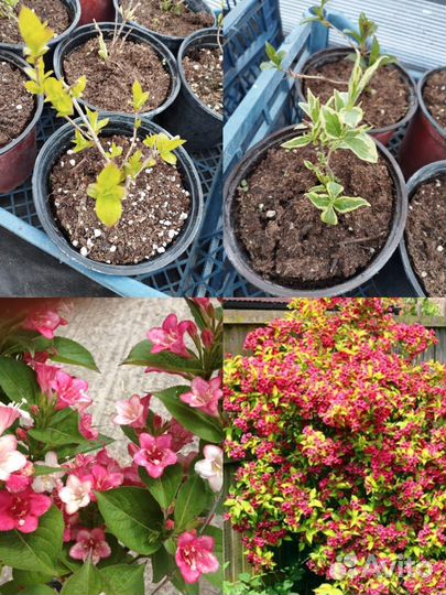 Вейгела саженцы