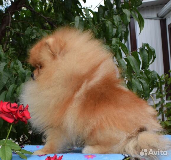 Вязка. Померанский шпиц РКФ