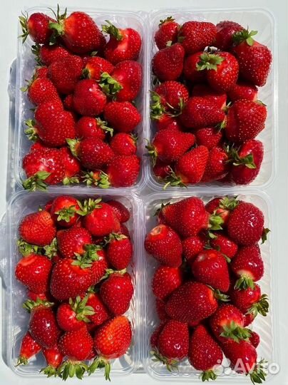 Рассада клубники фриго, азия мурано альбион клери