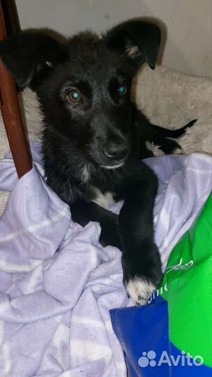 В добрые руки щенок