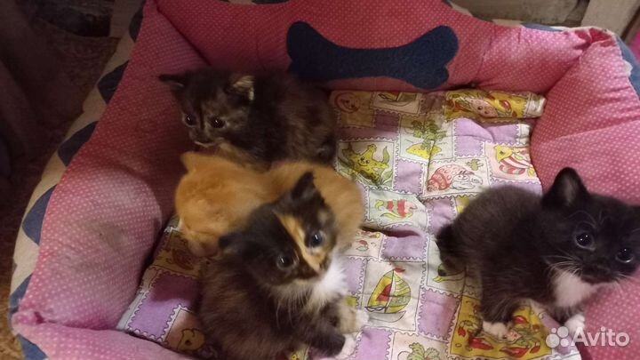Кошки
