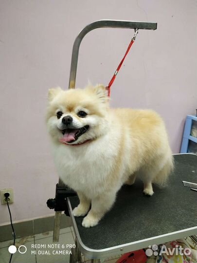 Стрижка собак и кошек