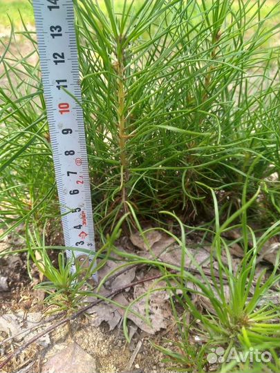 Сеянцы сосны и ели