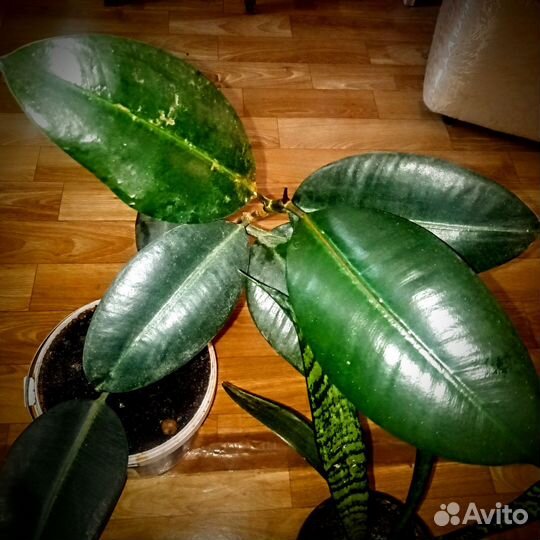 Комнатные растения