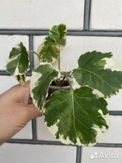 Растения разные