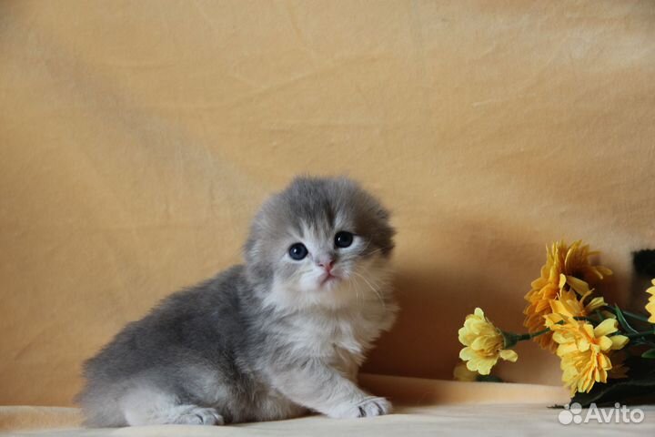 Золотые малыши