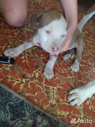 Шикарные щенки ам. стаф. терьера