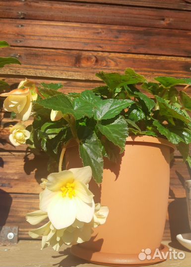 Бегонии, опунция, царица ночи