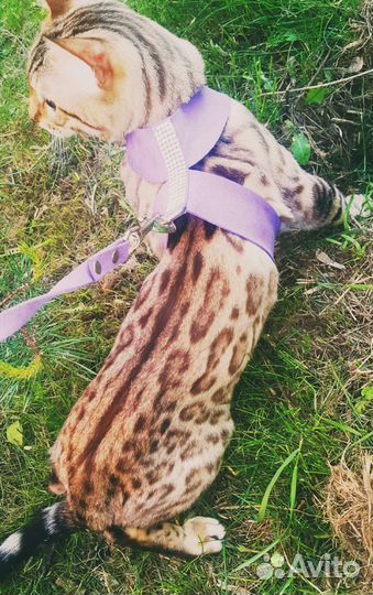 Бенгальский котик, бенгальские