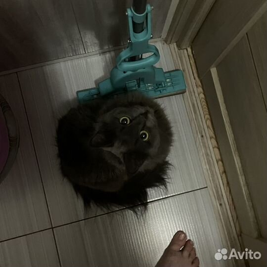 Кошка для вязки