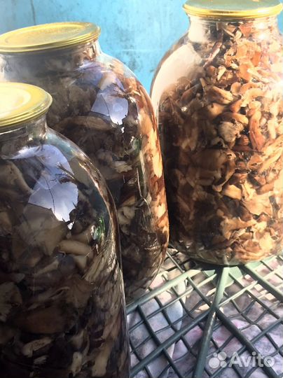 Опята маринованные. Очень вкусные