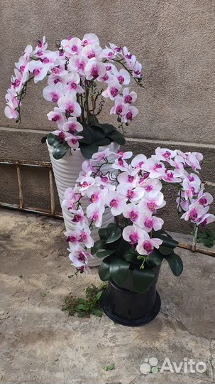 Орхидея. Любые композиции на заказ