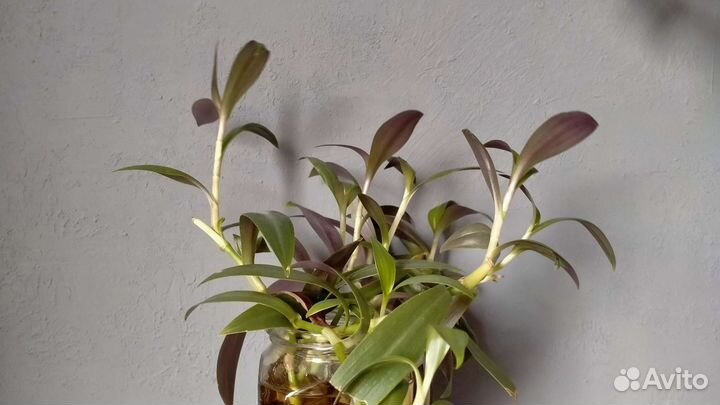 Традесканция Рэо