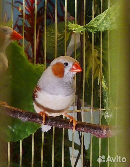 Амадины зебровые