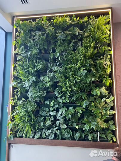 Зеленое оформление: фитокартина Арт: 215109