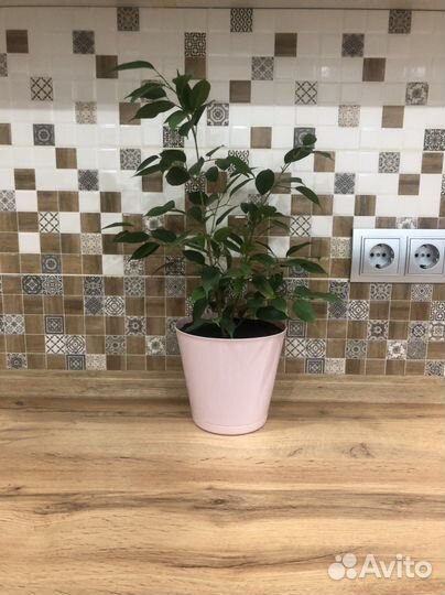 Фикус бенджамина