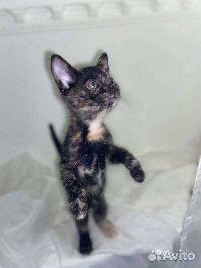 Отдам котенка в добрые руки