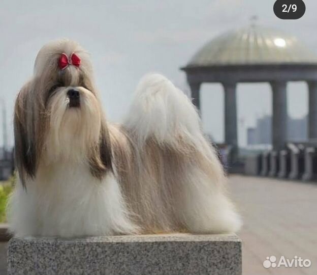 Ши-тцу вязка